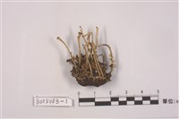 藏品(麩石蕊)的圖片